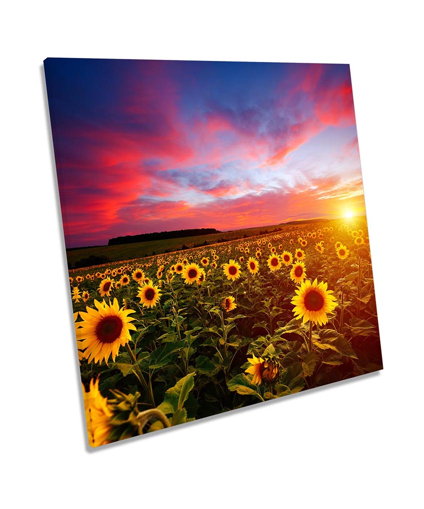 Sunflower Field Sunset Multi-Coloured