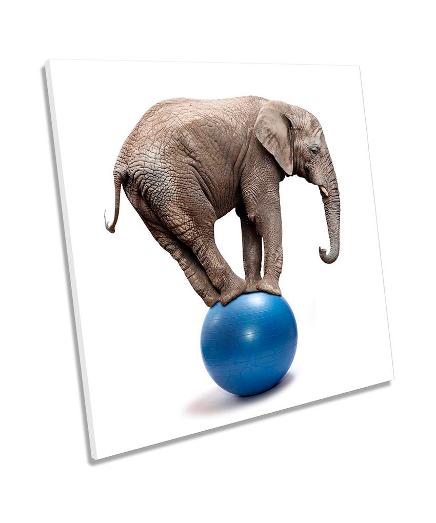 Elephant Balancing Ball Grey