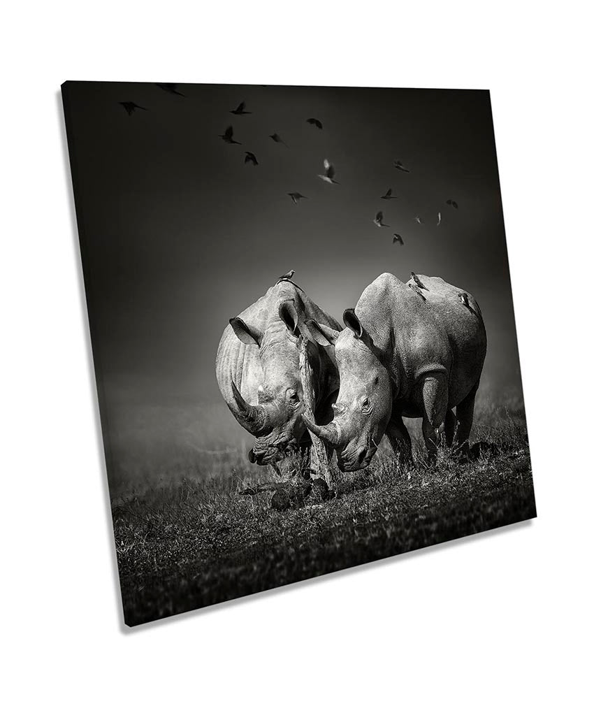 Rhinos Wildlife Black & White