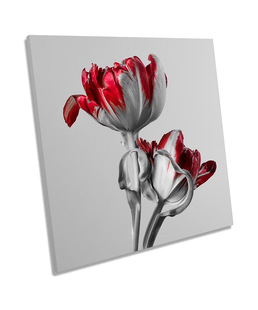 Red Tulip Flowers Grey