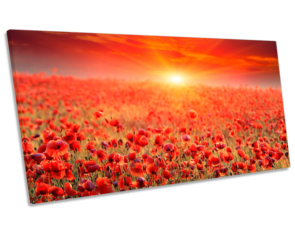 Sunset Poppy Field Landscape