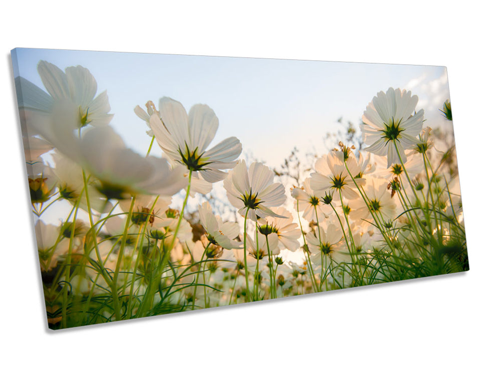 Cosmos Floral Flowers