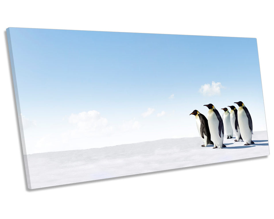 Penguins Wildlife