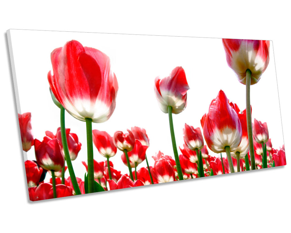 Red Tulips White Sky Flowers