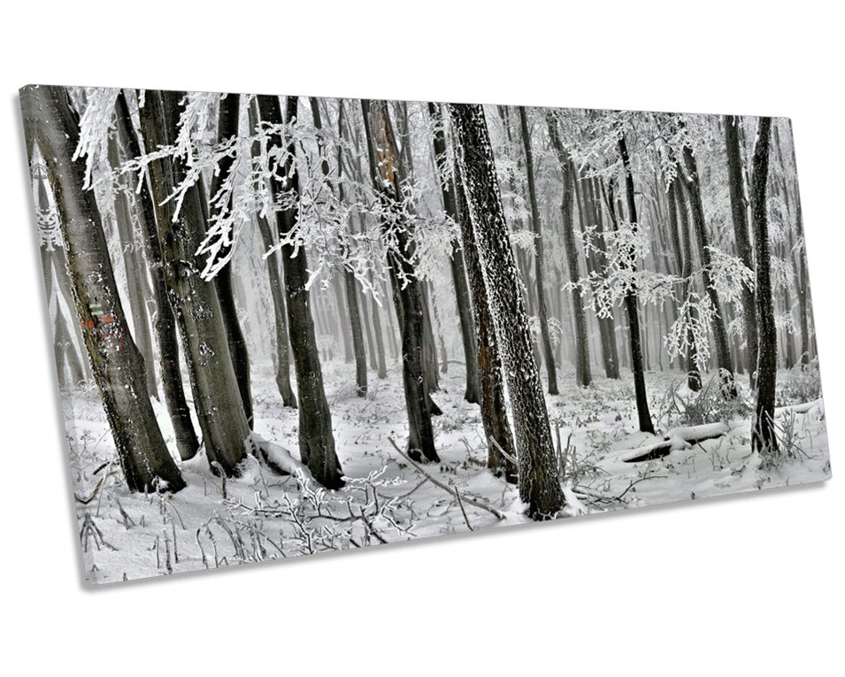 Winter Forest Landscape Trees