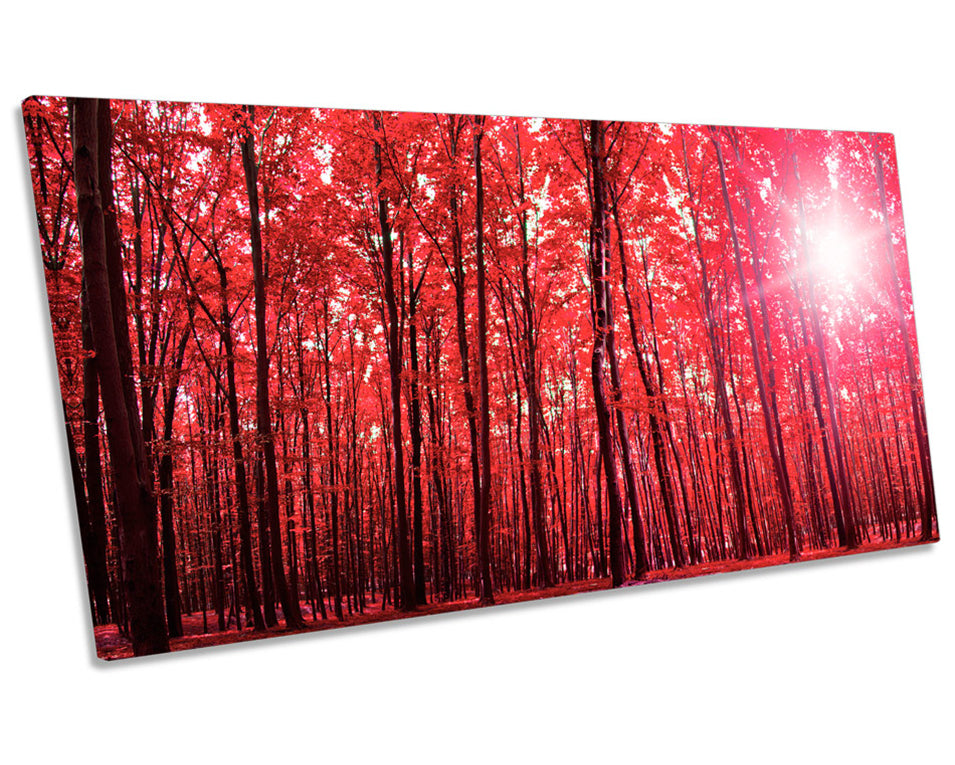Forest Sunshine Landscape Red