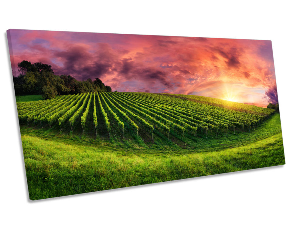 Vineyard Landscape Sunset Picture