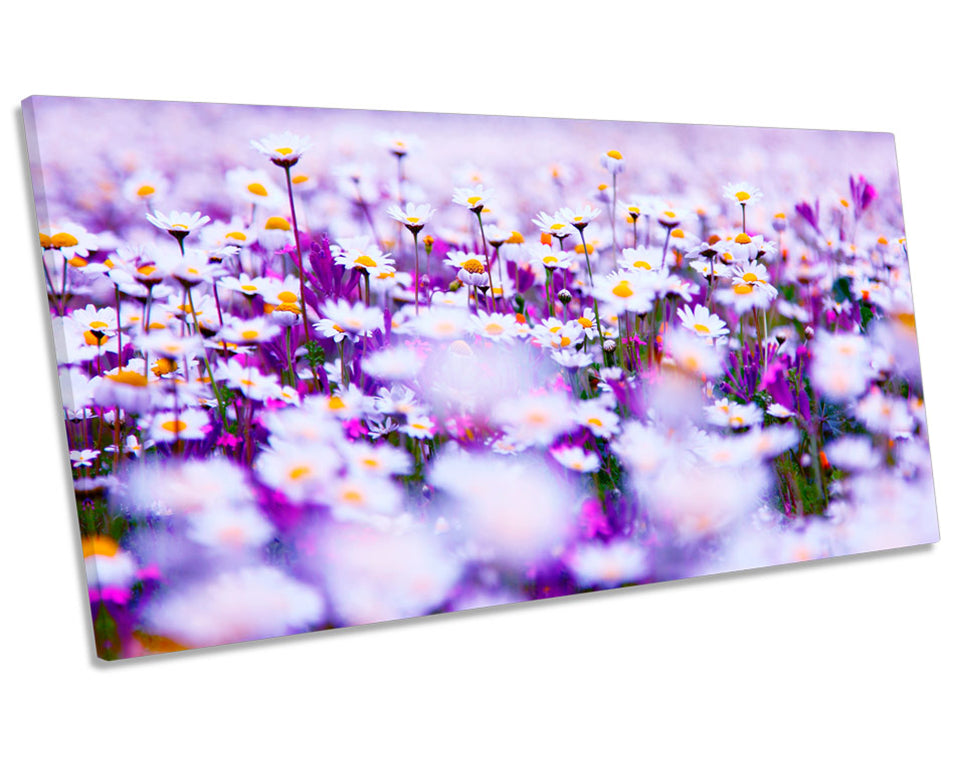 Daisy Floral Flower Field Picture