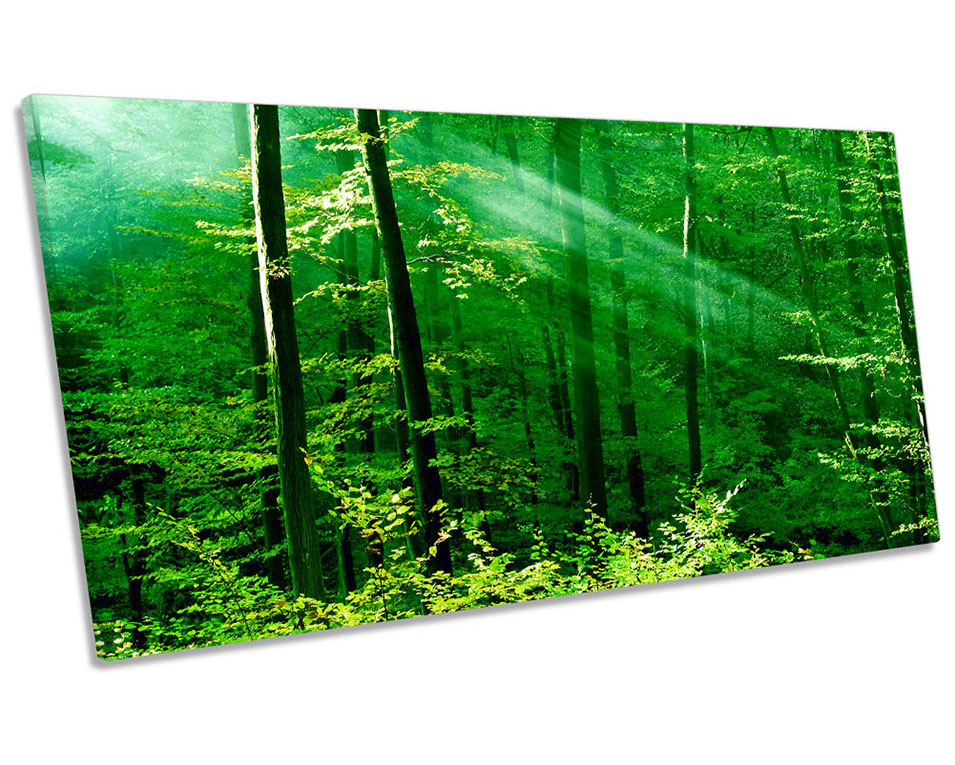 Green Forest Trees Sunlight Picture