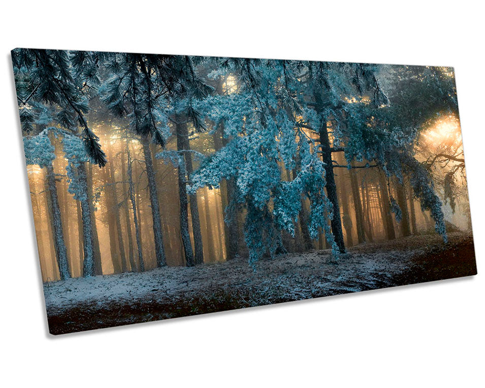 Winter Forest Night Landscape Picture