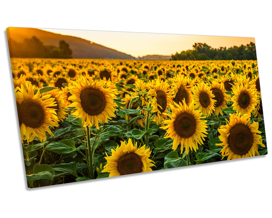 Sunflower Sunset Field Picture