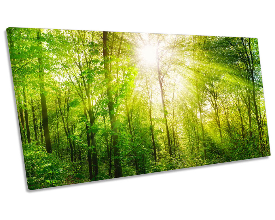 Sunlight Green Forest Trees Picture