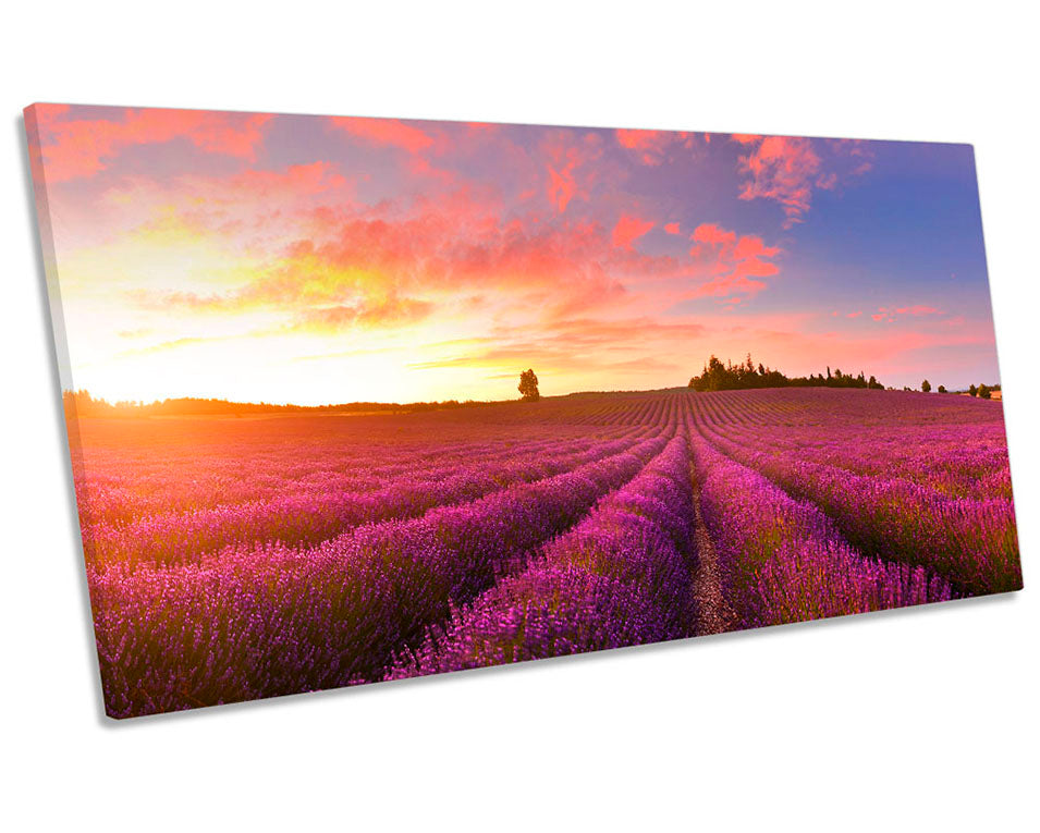 Sunset Purple Lavender Field
