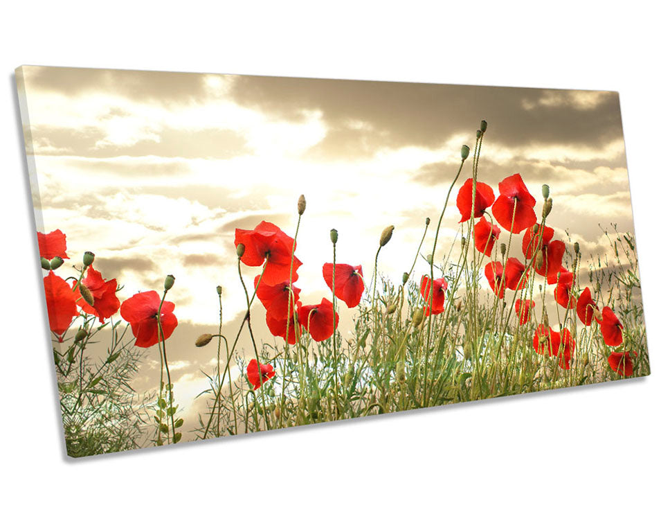 Poppy Flowers Sunset Floral Red