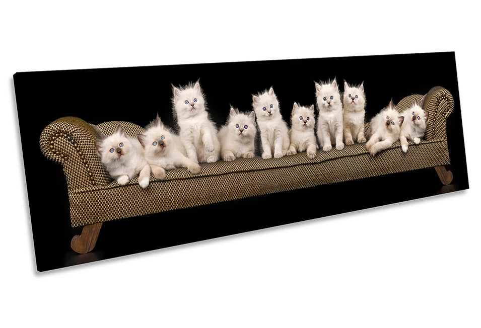 Cute Kitten Cats Sofa