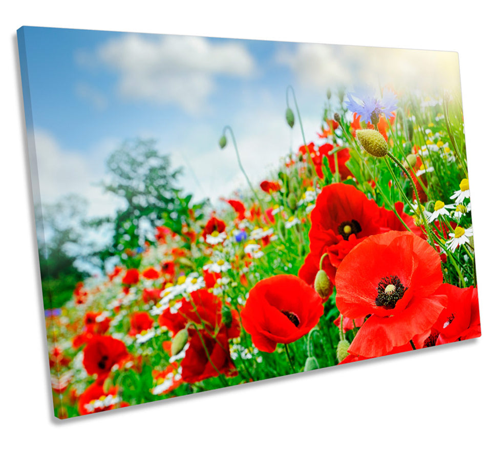 Red Poppies Floral Flower Summer