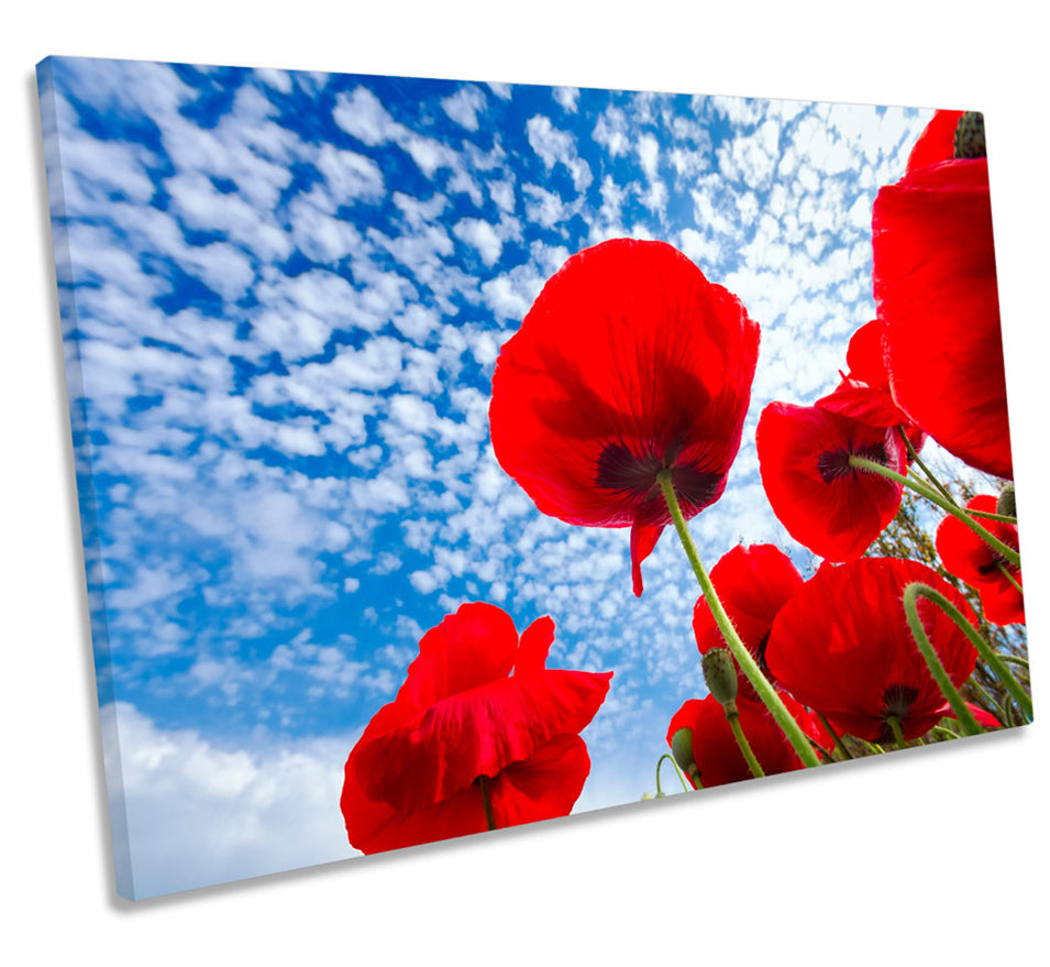 Poppies Floral Sky