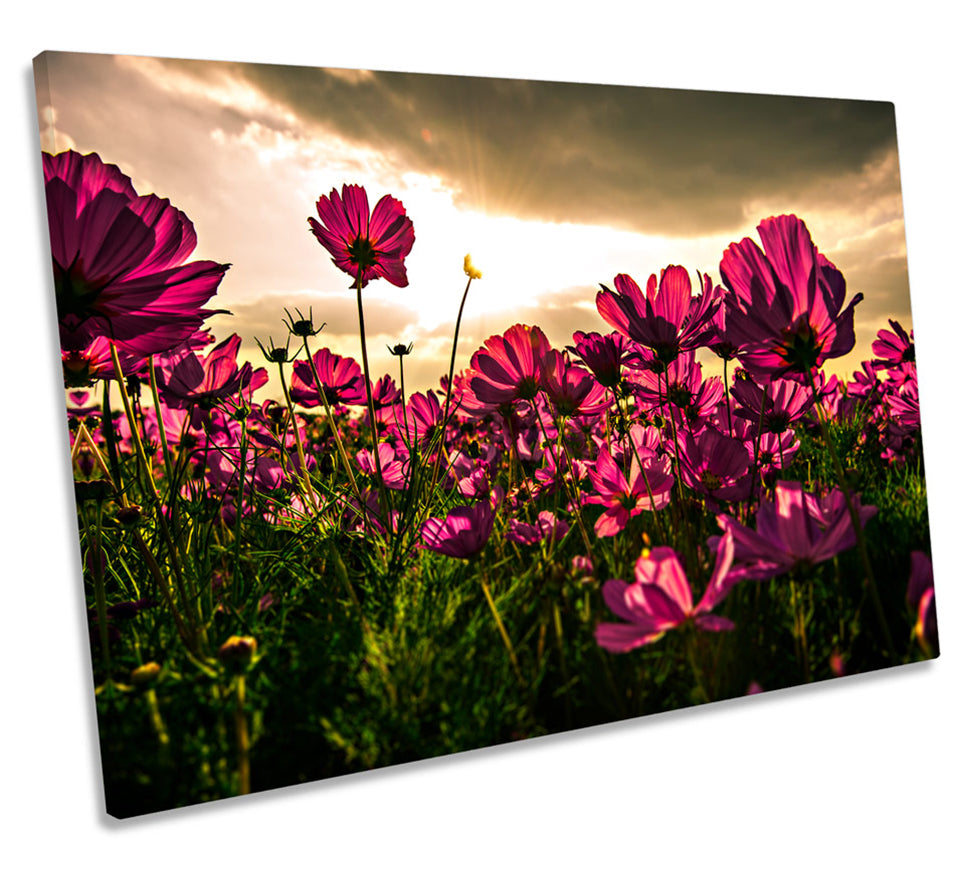 Flowers Sunset Floral