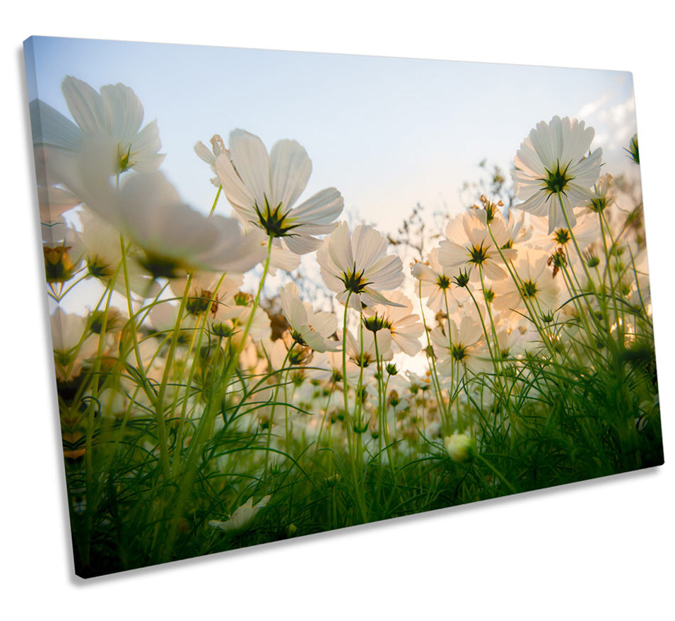 Cosmos Floral Flowers