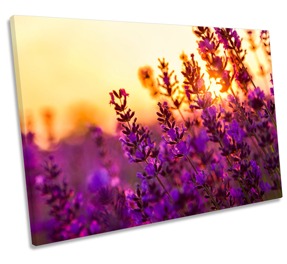 Lavender Floral Field Sunset