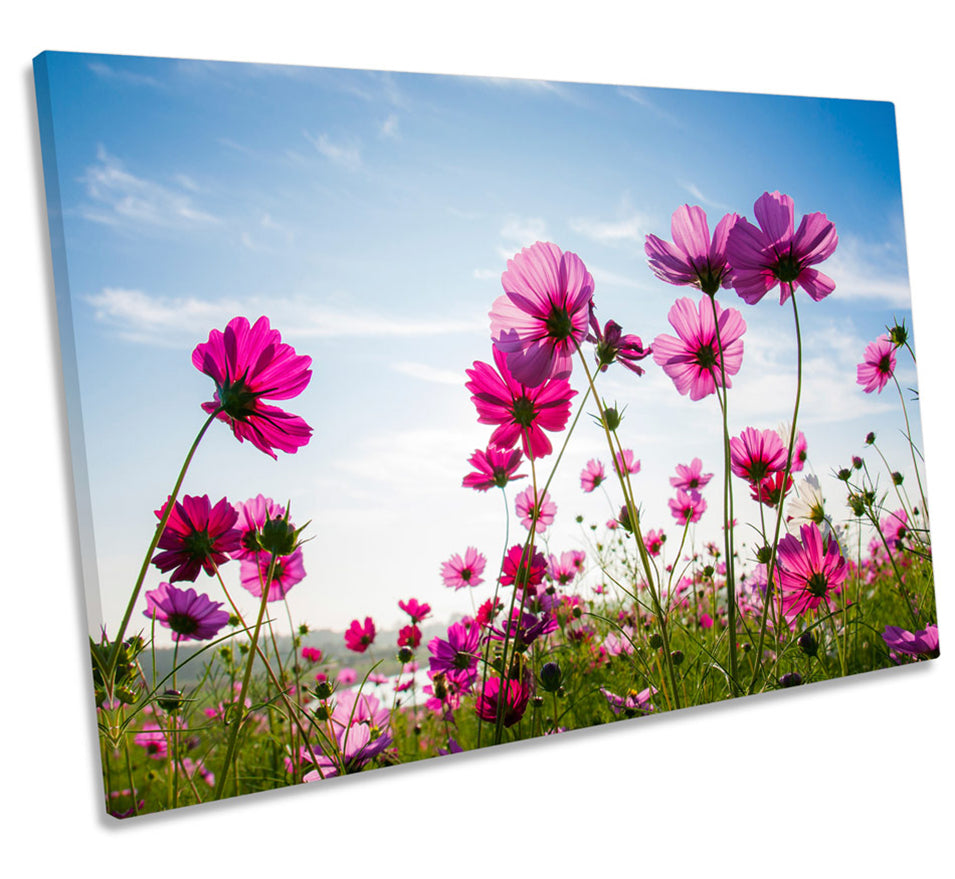 Cosmos Flowers Floral Field