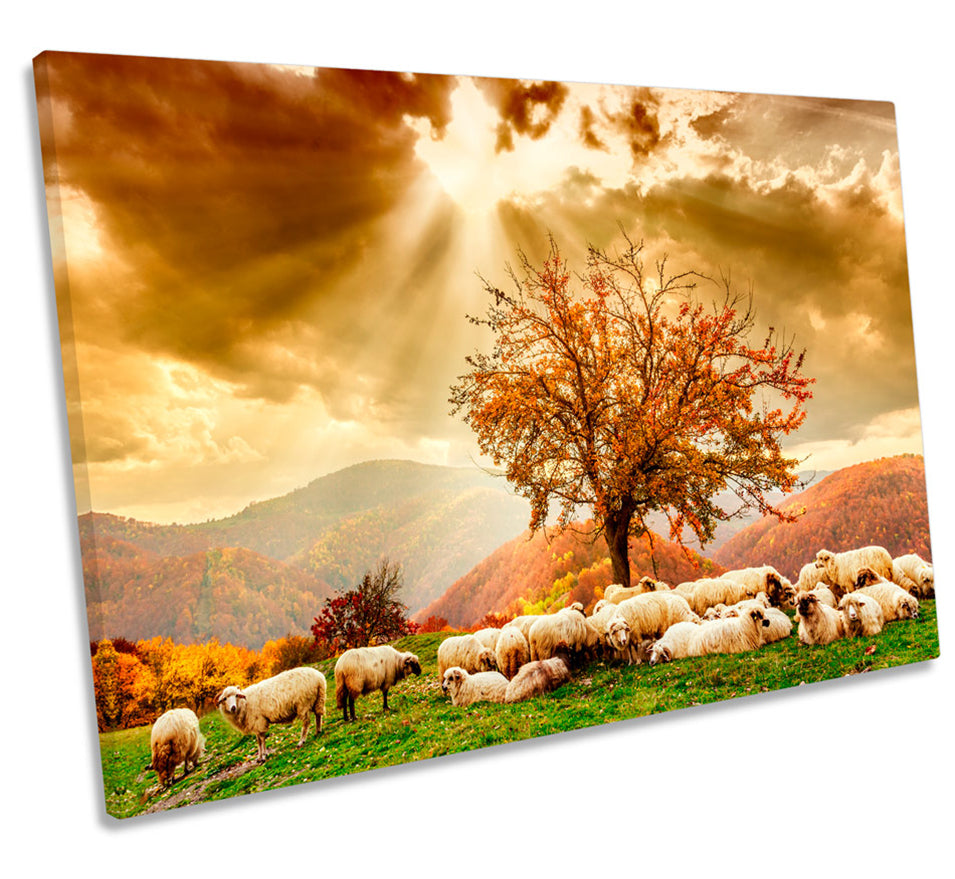 Highlands Sunset Landscape Sheep