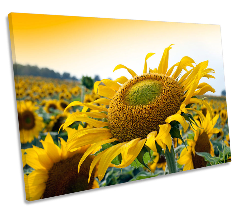 Sunflower Sunset Flower