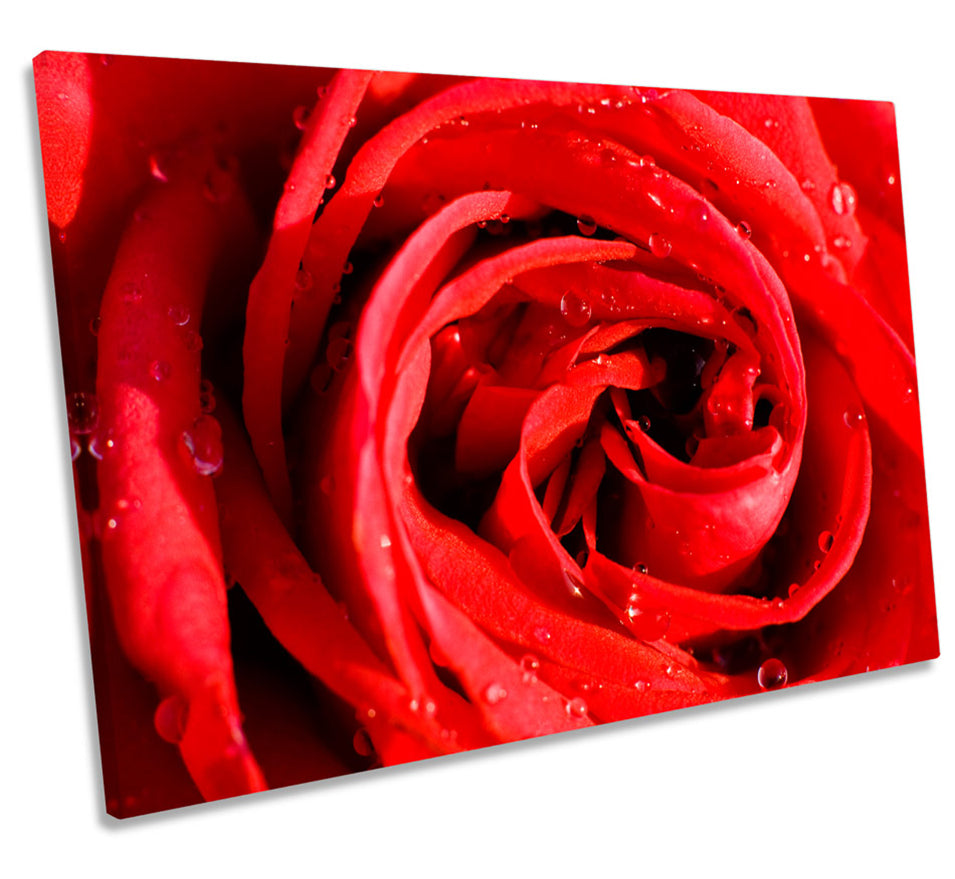 Red Rose Flower Floral