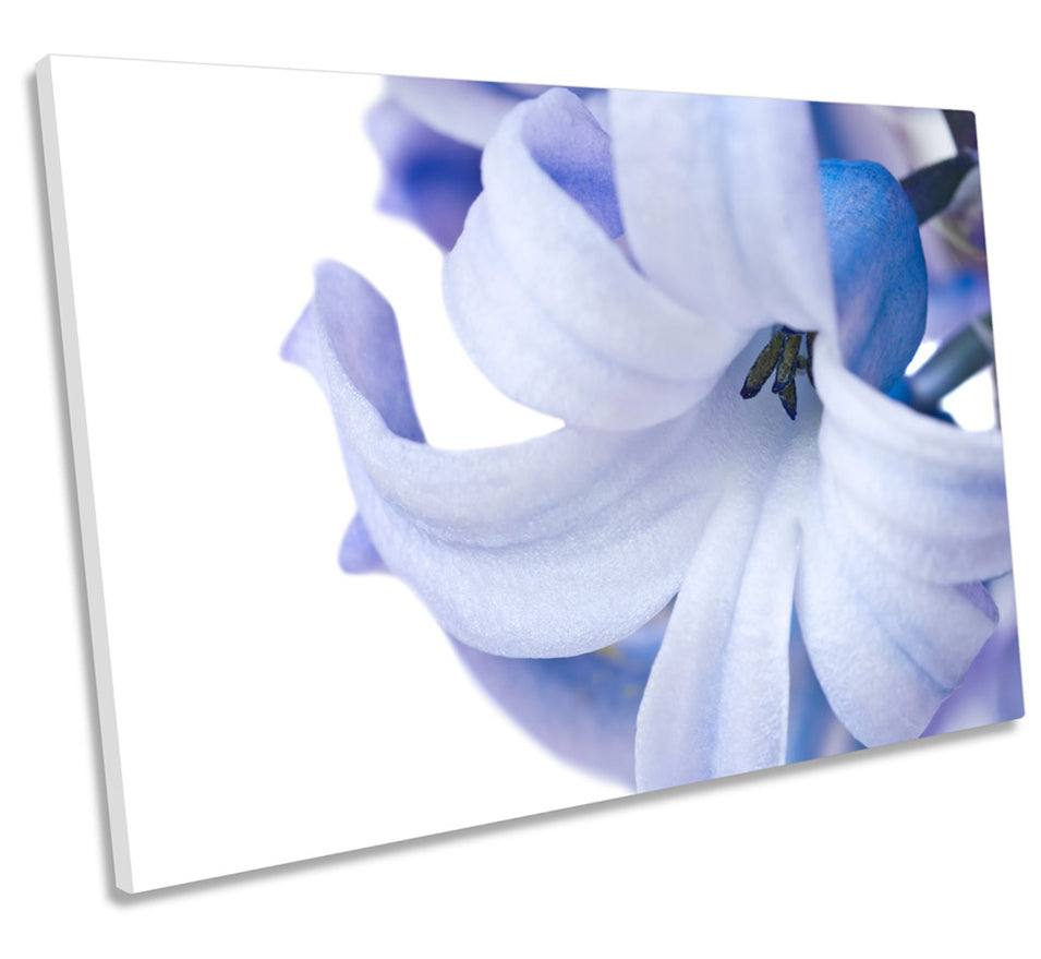 Hyacinth Floral Flower