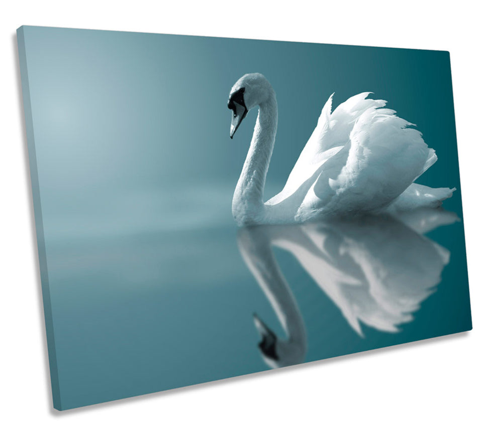 Graceful Swan Wildlife