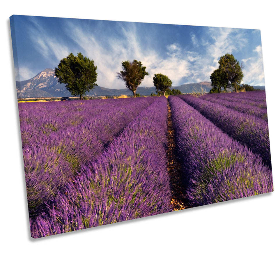 Lavender Field Landscape Floral