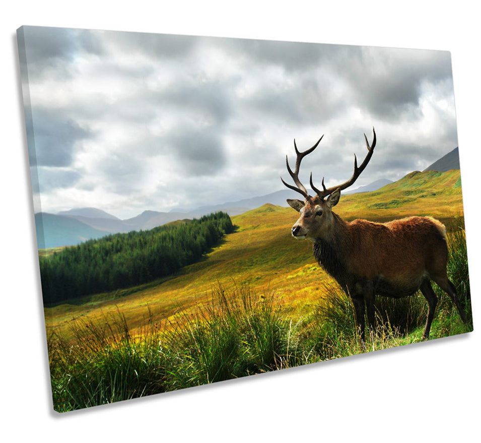 Stag Deer Scotland Highlands Wildlife