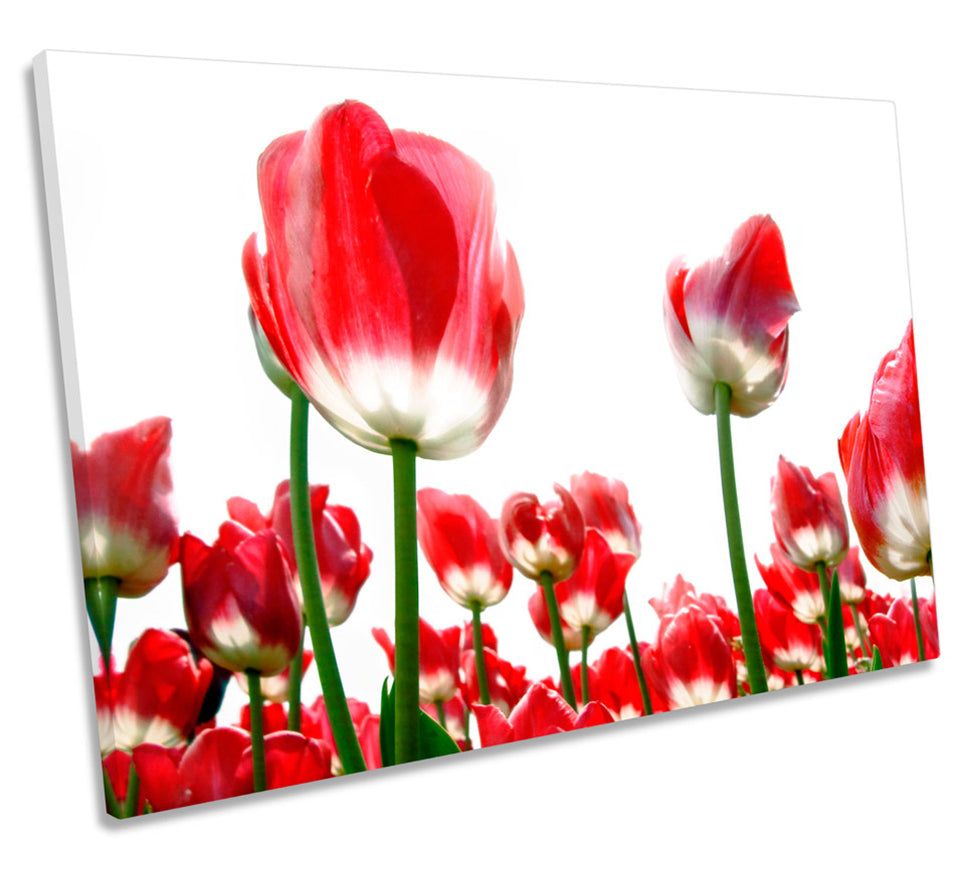 Red Tulips White Sky Flowers