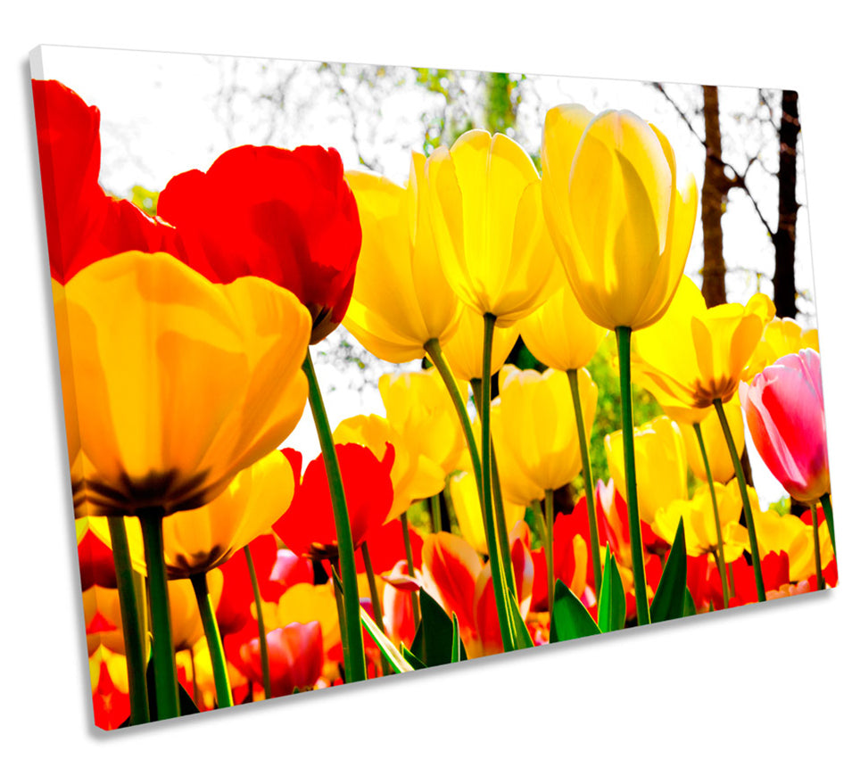 Tulip Flowers Floral Red Yellow