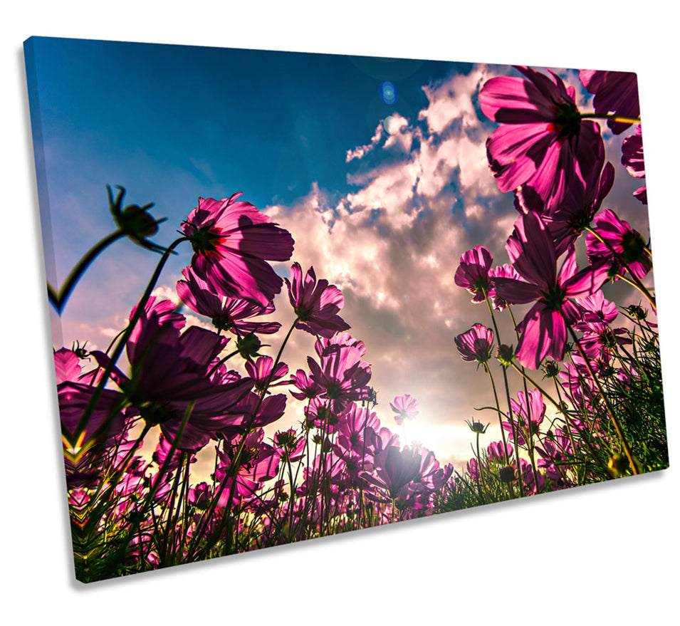 Pink Cosmos Flowers Floral Sunset