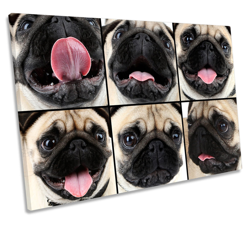 Cute Pug Dog Collage