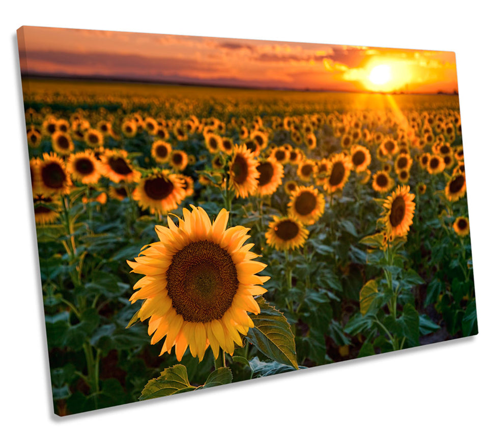 Sunflower Sunset Floral
