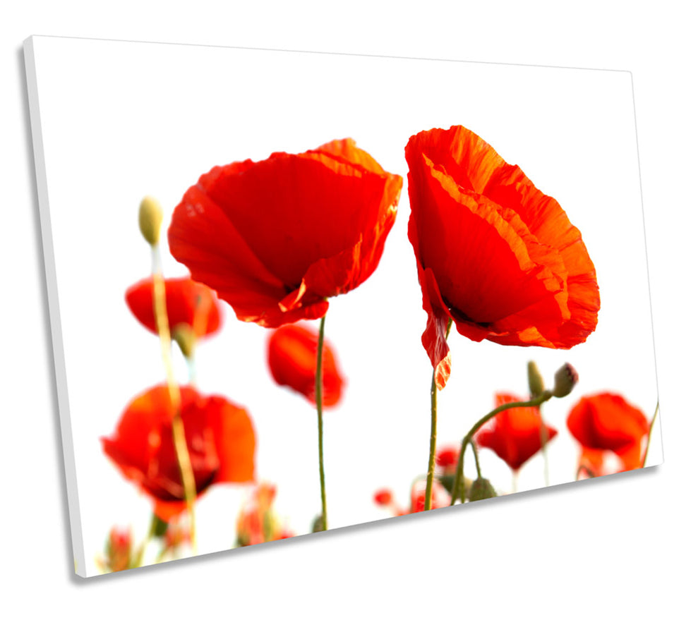 Red Poppies White Sky Flowers