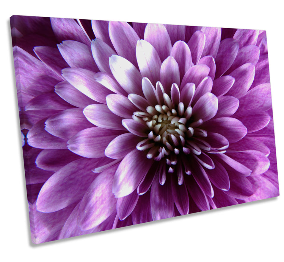 Purple Floral Flower