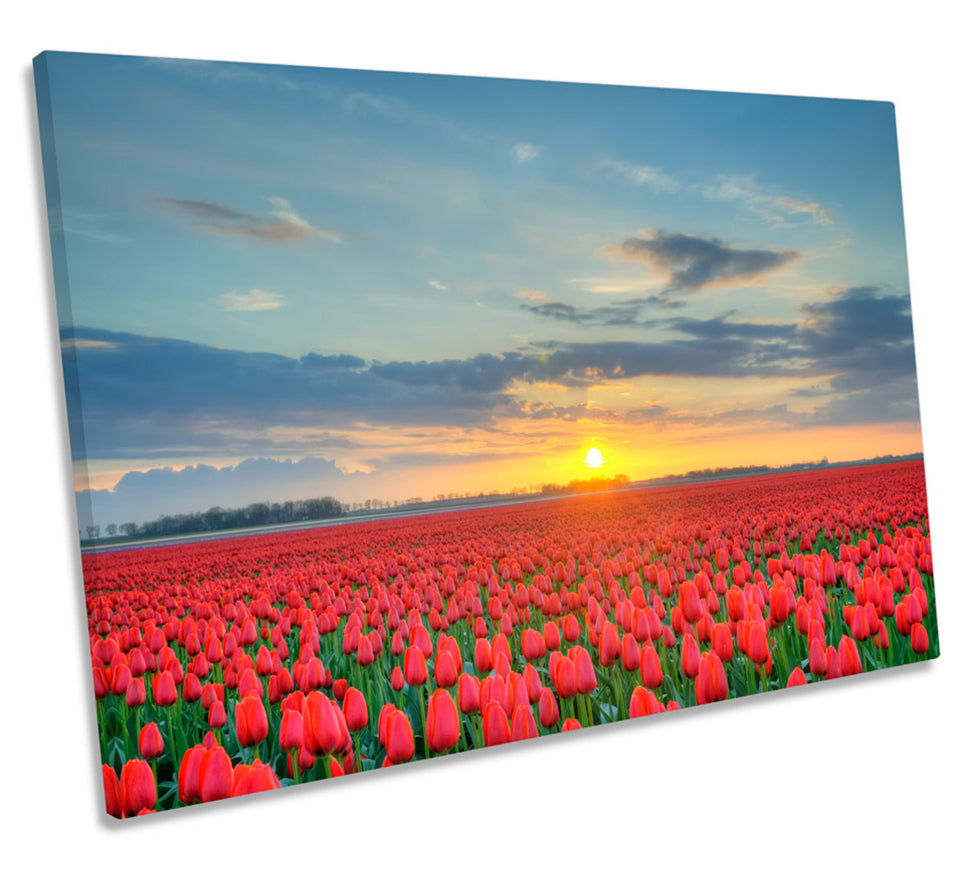Sunset Red Poppies Field Floral