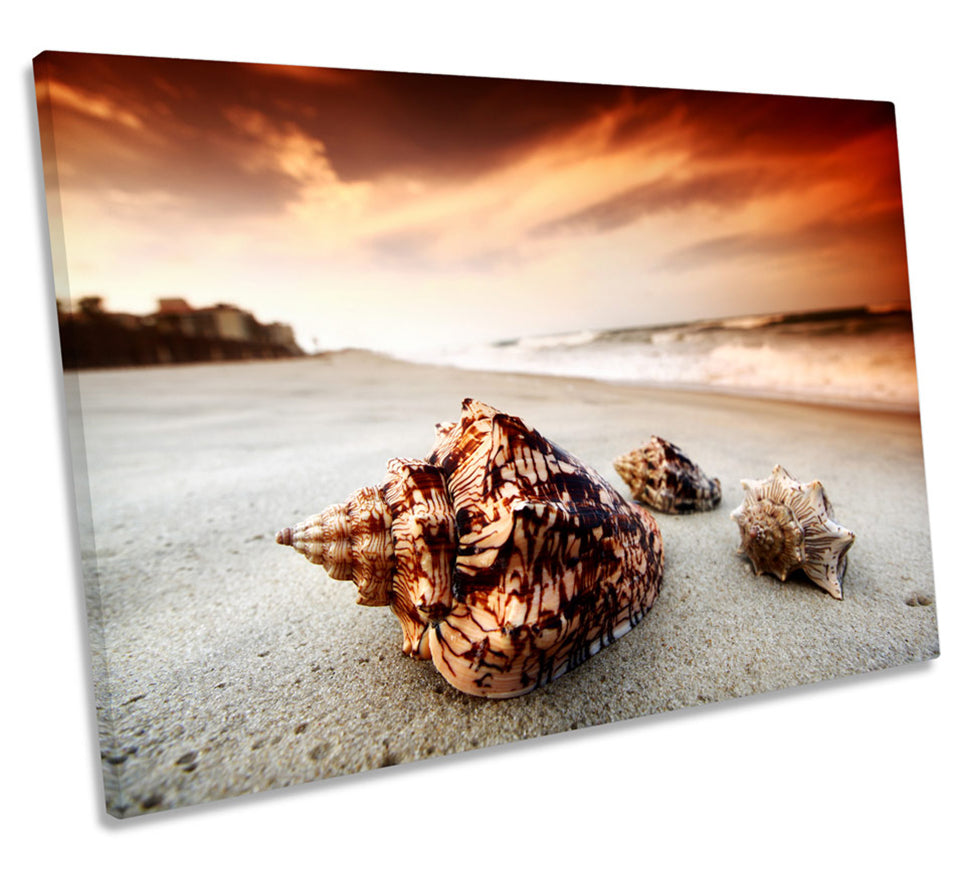 Sea Shell Sunset Beach