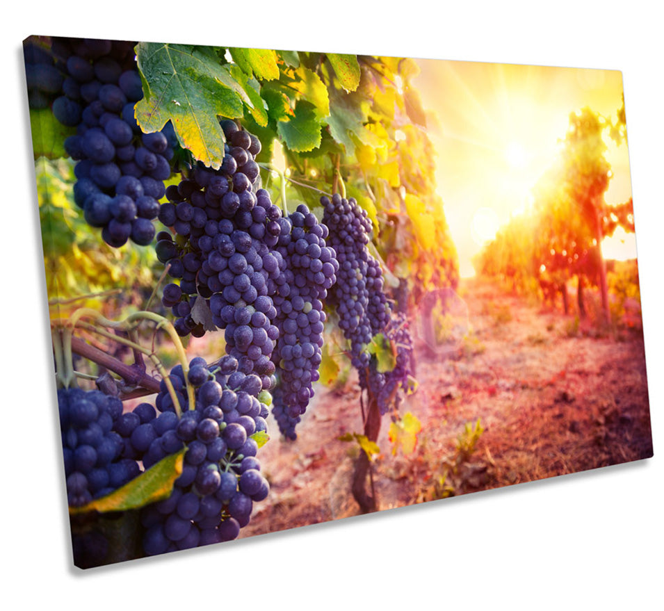 Vineyard Grapes Wine Sunset