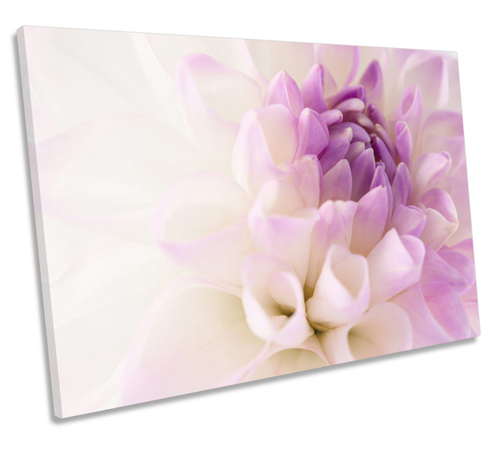 White Dahlia Flower Violet Head