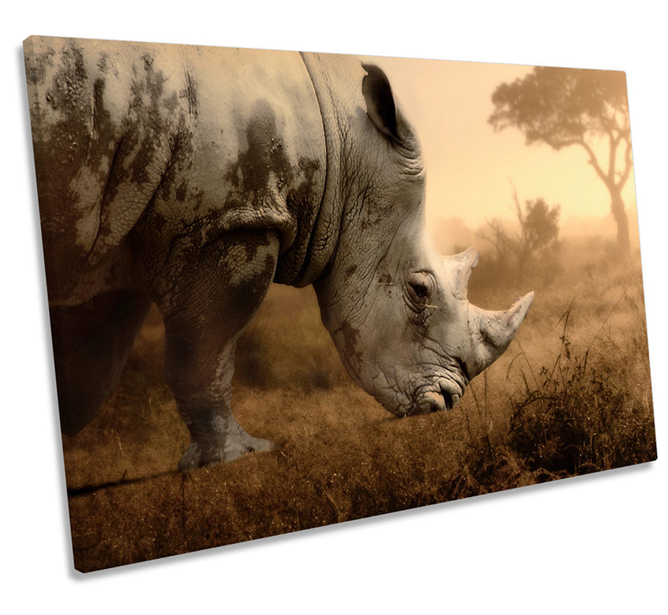 Rhino Sunset