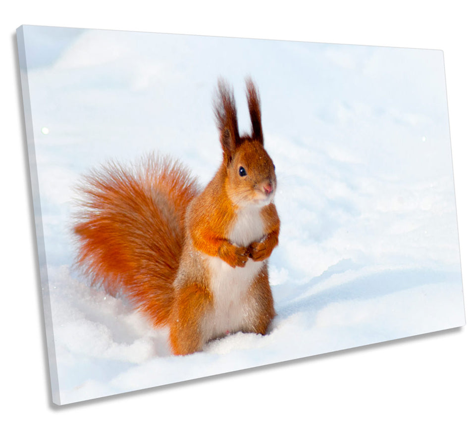 Red Squirrel Snow