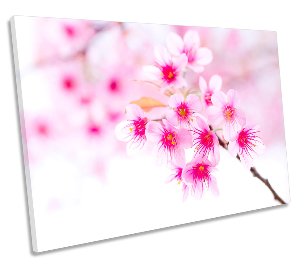 Cherry Blossom Flower Pink Floral