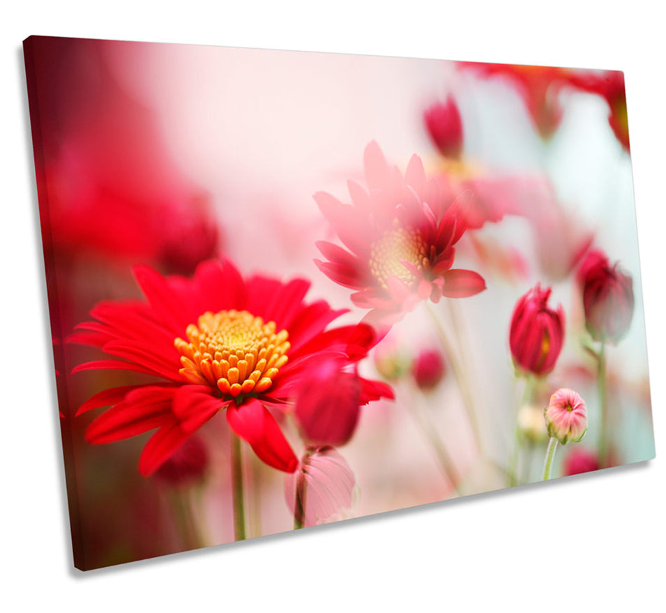 Red Daisy Flower Floral