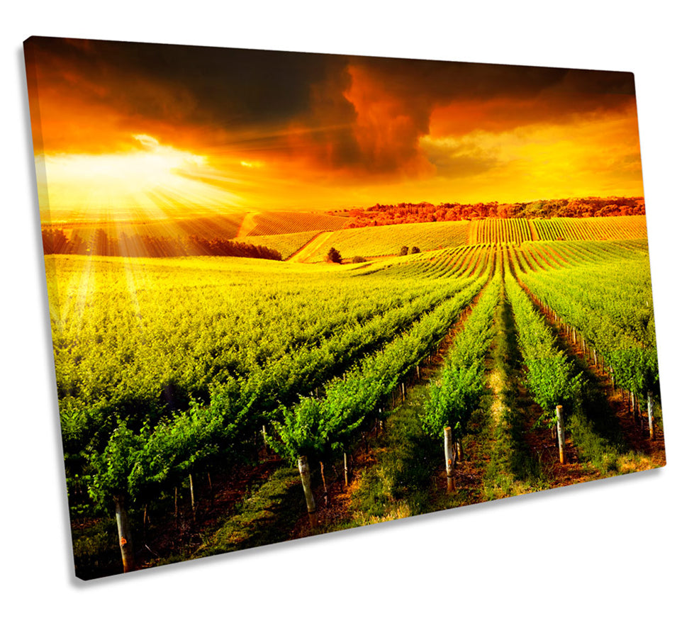 Vineyard Sunset Landscape