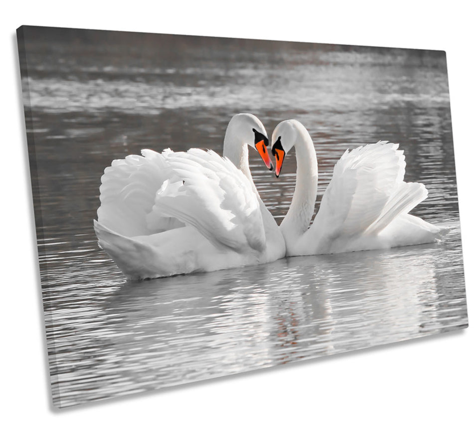 Swans Pair Love Partners
