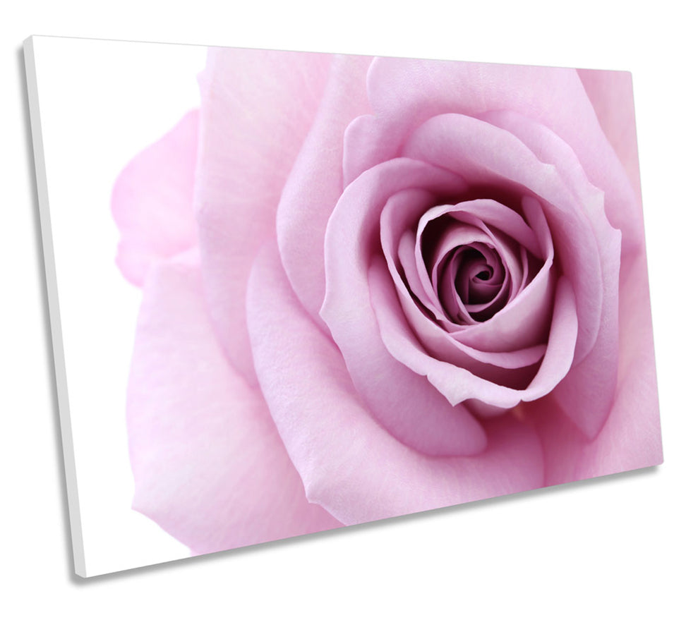 Plum Pink Rose Flower